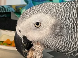 African Grey - Beak growth/cancer?