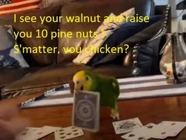 The best Bird meme!!