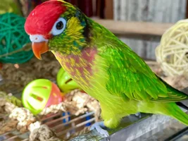 A sweet little birdie called Lovejoy 💖