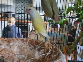 Lovebird mutation