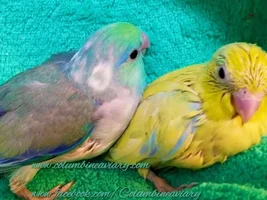 Yellow pied boy