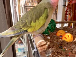 Introducing The New Adventures Of Princess Peach!! 💝