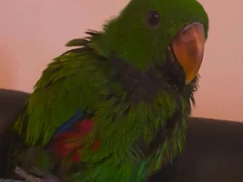 HELP Is my baby eclectus ill???