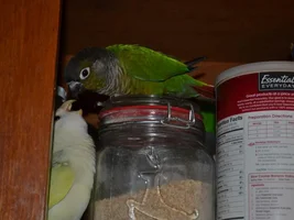 accidental cute picks