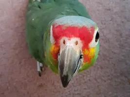 New Member
