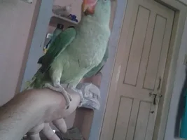 Parrot shower