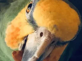I'll draw your parrots