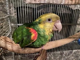 Rehomed DYH Diet Transition