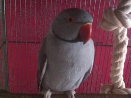 Trying to tame Freddie.