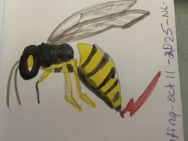 Domnijoe Pets and Art