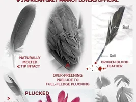 Eclectus feathers issue