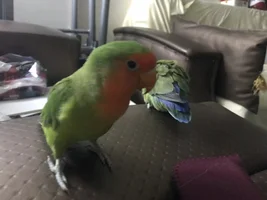 Is my lovebird hybrid?
