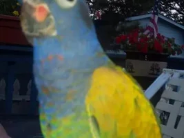 pictures of my guy and his "flock"