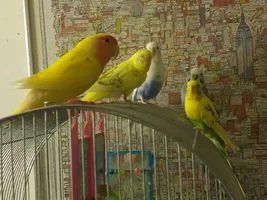 Newest Bird Owned Human from NJ