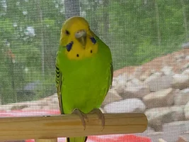 Budgie Rescue in Progress
