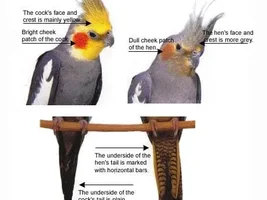 Confused about sex of cockatiel