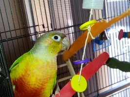 What is you GCC Favorite Toy