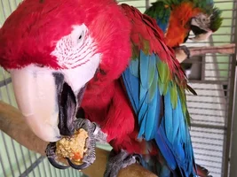 My Beautiful Macaw Pair