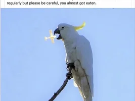 The best Bird meme!!