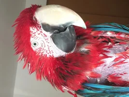 Rescued macaw. Have a couple questions.