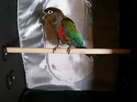 Travel cages