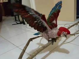 Baby Green Wing macaw refusing formula at 11 weeks old