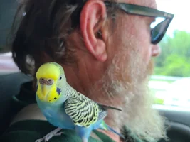 Send your budgie photo!