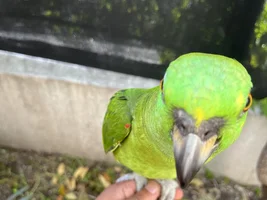 Yellow naped amazon