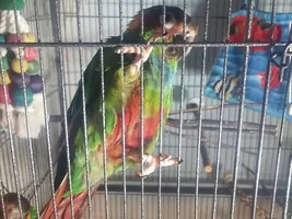 How many birds in parrot forums ?