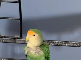 Help