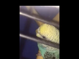 New Budgie