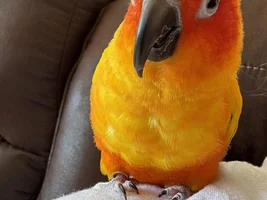 Help Pick Out New Bird