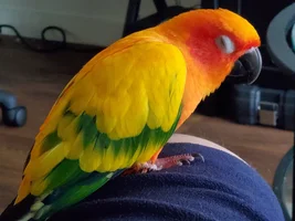 My conure doesn't like it's cage? also pallet diet