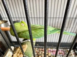 Parakeet