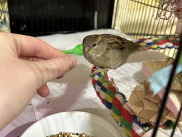 Behavior Of A Sparrow
