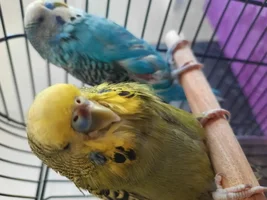 HELP!!! Budgie