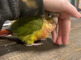 Flock Thread Volume 2