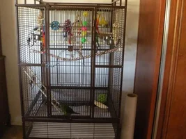 Blue Crowned Conure Cage Question