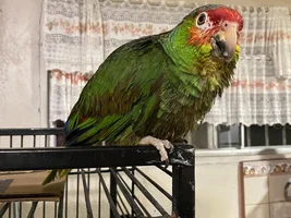 New Bird, Who Dis? Part II: Getting to know this bird.