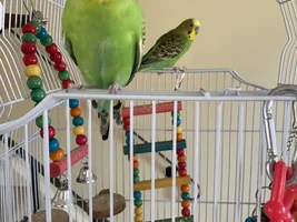 2 Diamond doves