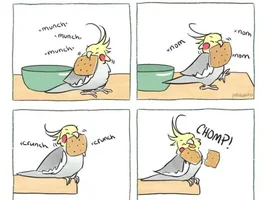 The best Bird meme!!
