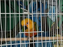 New jenday, need help with aggression