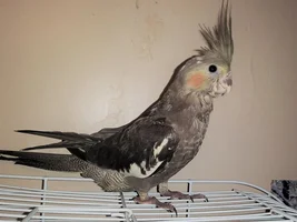 I'm new here but can I see your babies? 🥰