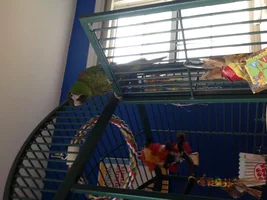 Doesn't know how to be a macaw