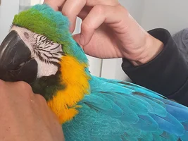 Billie is unwell
