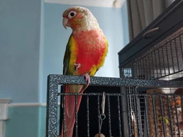 Albie picture !