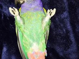 Tell Me All You Know About Blue Headed Pionus's!