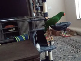 Are some eclectus birds happier than others with being caged up most of time?