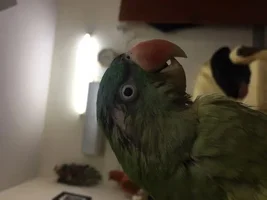 Alexandrine parrot losing feathers