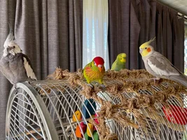 A sweet little birdie called Lovejoy 💖
